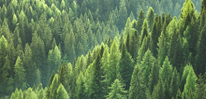 Branching Out: How Canada’s Forestry Products Sector is Reshaping its Future
